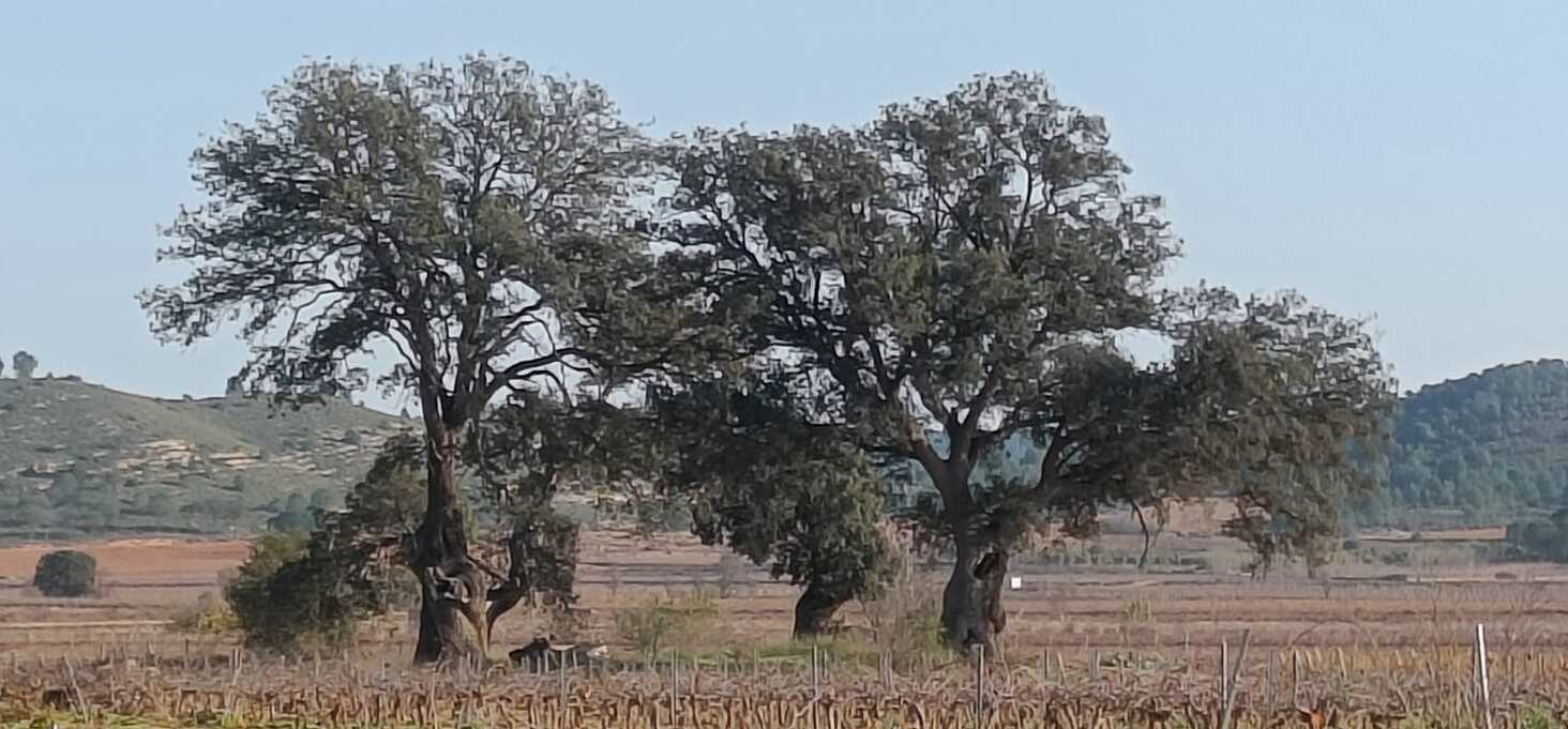 De las Dehesas al cultivo de la vid