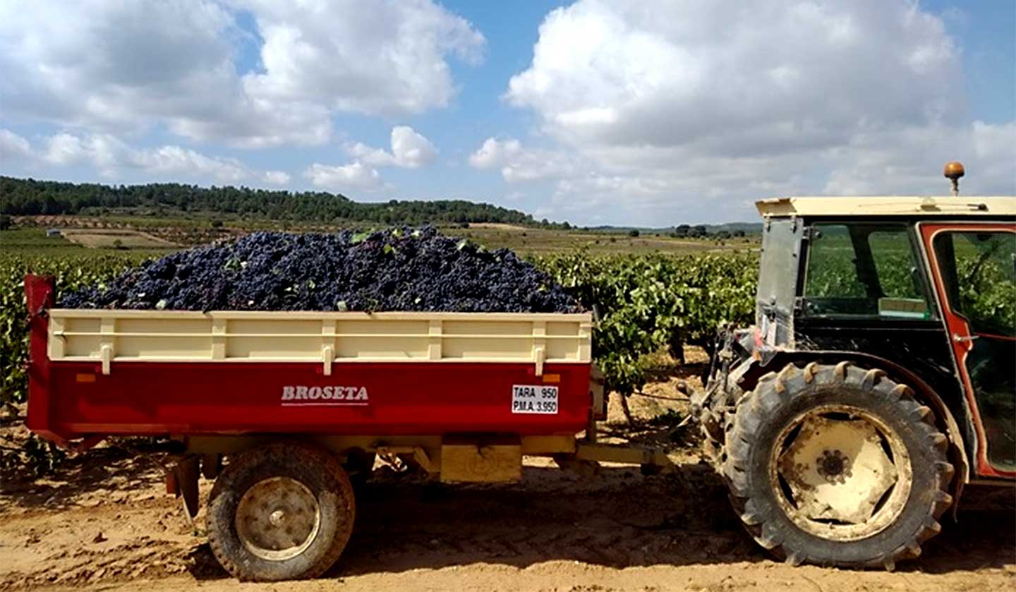 Uvas bobal Campo Arcis